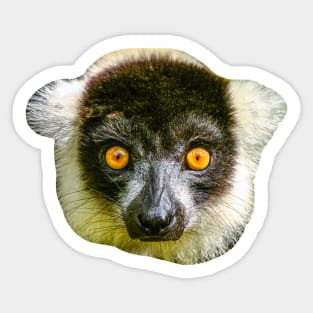 black and white Ruffed lemur looking at you Sticker